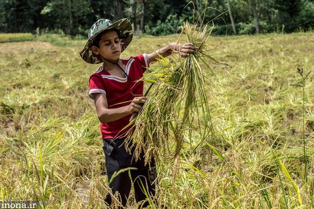 تدوین برنامه ۵ ساله برای کاهش تولید برنج در استان‌های غیرشمالی