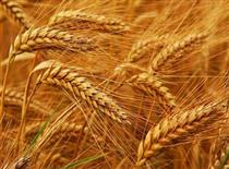 ایران گندم صادر می کند