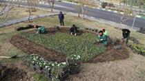 کاشت ۵ هزار گل لاله در میدان ولیعصر (عج)