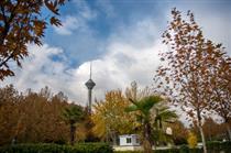 هرس ۱۵ هزار اصله درخت در قلب تهران 