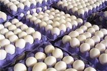 صادرات تخم مرغ نطفه‌دار گوشتی و تخم‌گذار مجاز شد