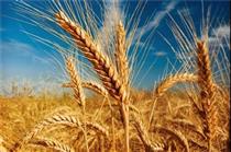 تولید جهانی گندم رکورد جدید می‌زند