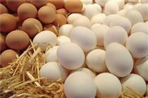 تولید بیش از ۹۰ هزار تنی تخم مرغ در ماه جاری