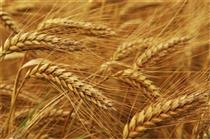 خرید بیش از ۸.۲ میلیون تن گندم در کشور