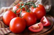 کاهش ۴۰ درصدی قیمت گوجه فرنگی در بازار