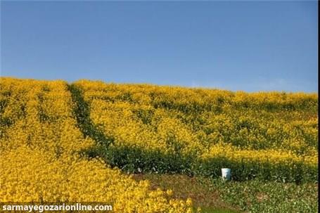 دانه‌های روغنی با نرخ مصوب شورای قیمت‌گذاری خریداری می‌شود