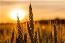 قیمت گندم تا یک هفته آینده تعیین تکلیف می‌شود