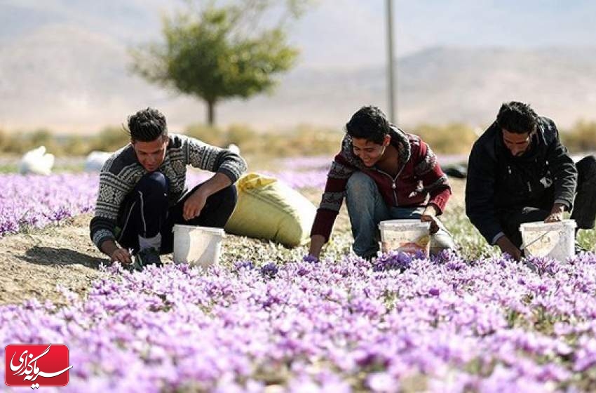 تولید زعفران ایرانی، نصف شد