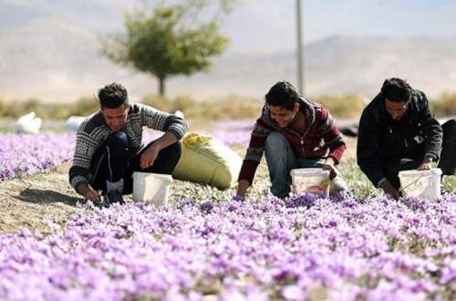 تولید زعفران ایرانی، نصف شد